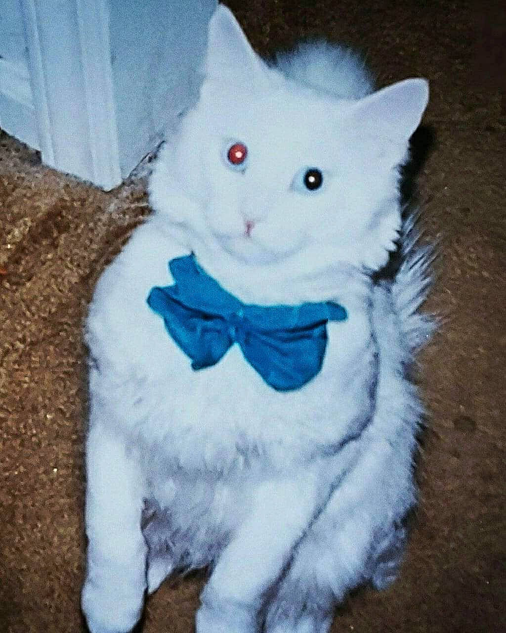 Meowman joined the competition — help win amazing prizes! art, bow_tie, carnivore, cat, electric_blue, eye, fashion_accessory, fawn, felidae, fur, grey, iris, paw, plush, small_to_medium_sized_cats, snout, stuffed_toy, tail, toy, whiskers