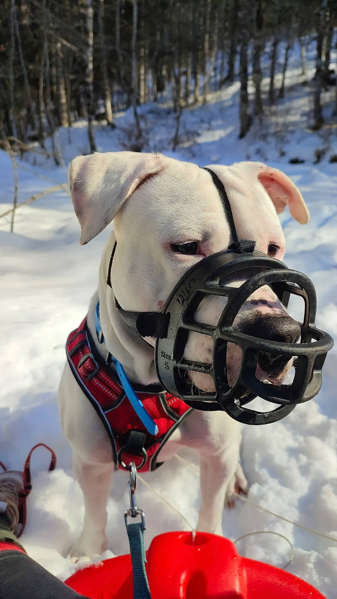 Nounou participe au concours pour gagner de l'argent avec cette photo : carnivore, collar, companion_dog, dog, dog_breed, dog_clothes, dog_collar, dog_supply, fawn, freezing, leash, pet_supply, snout, snow, sporting_group, tree, white, window, winter, working_animal