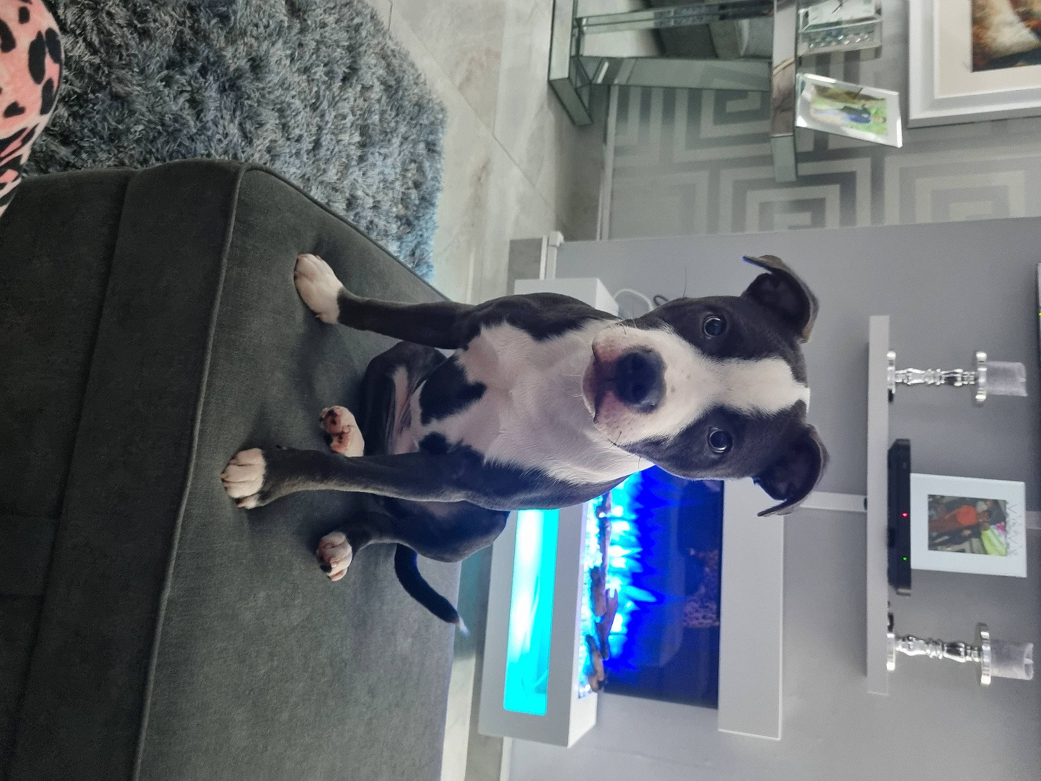 Cara joined the competition — help win amazing prizes! art, carnivore, collar, companion_dog, dog, dog_breed, dog_collar, dog_supply, door, eyewear, fawn, guard_dog, leash, picture_frame, plant, snout, sporting_group, tail, window, working_animal