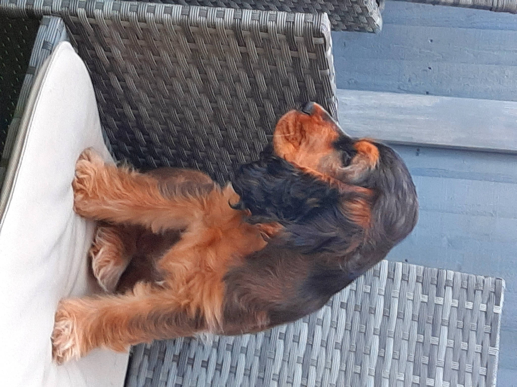 Flo is registered to the contest to win money with this photo: art, canidae, carnivore, companion_dog, dog, dog_breed, fawn, felidae, flesh, foot, fur, hair, liver, pet_supply, sculpture, snout, sporting_group, tail, wood, wrinkle