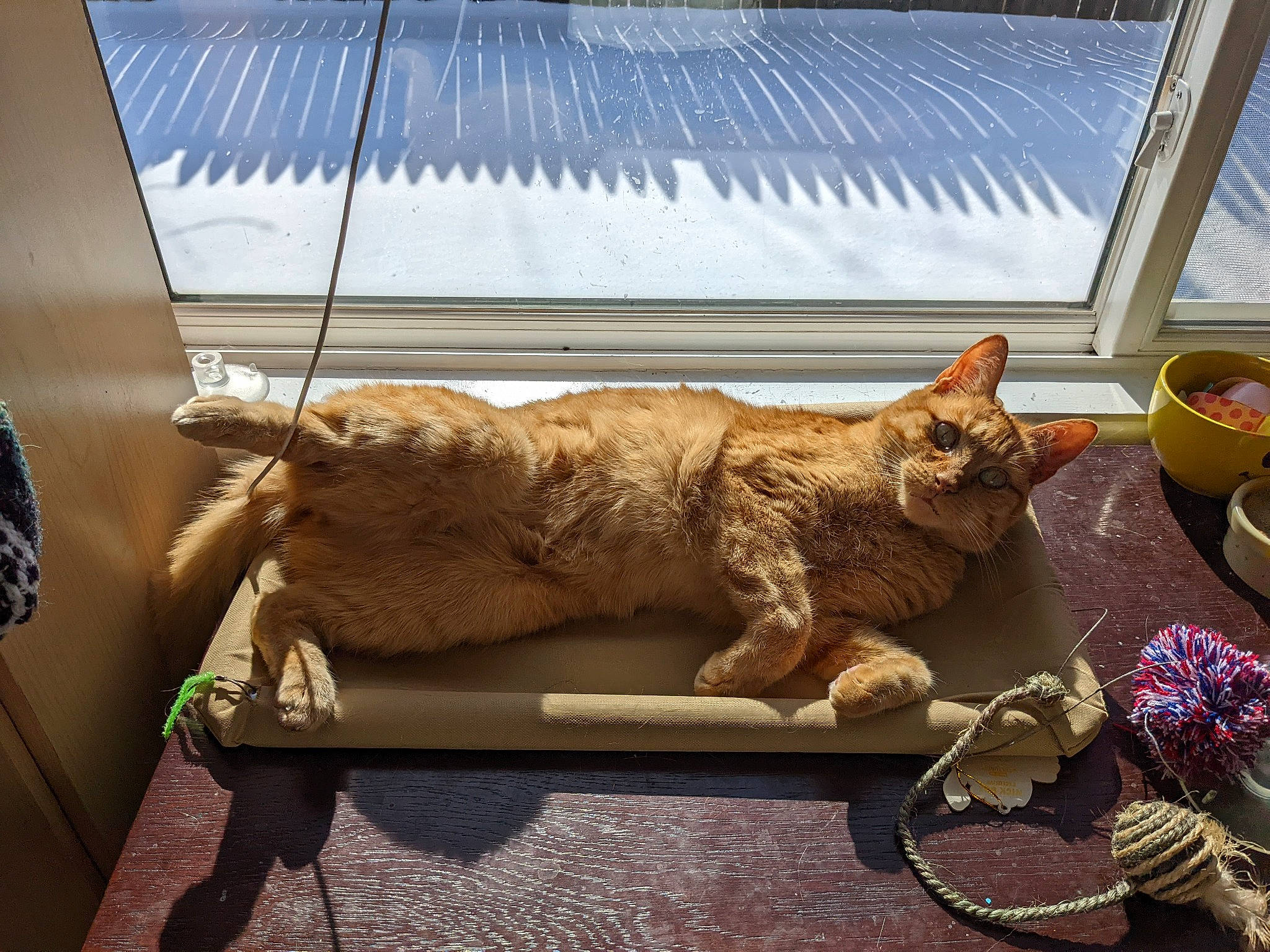 Jazz is registered to the contest to win money with this photo: bag, carnivore, cat, comfort, cup, domestic_short_haired_cat, fawn, felidae, luggage_and_bags, outdoor_furniture, rectangle, serveware, shade, small_to_medium_sized_cats, table, tableware, tail, whiskers, window, wood