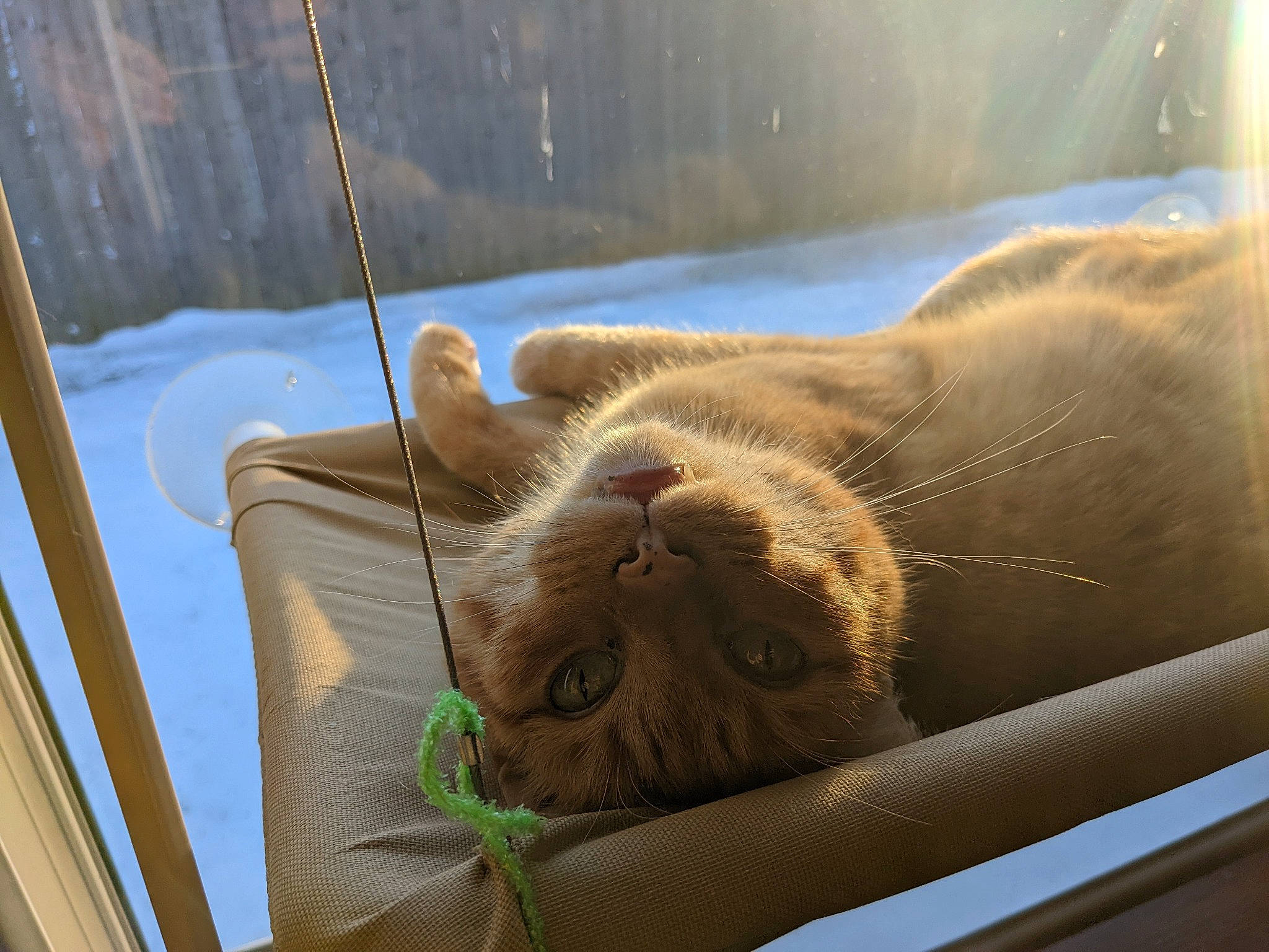 Jazz is registered to the contest to win money with this photo: carnivore, cat, claw, comfort, domestic_short_haired_cat, fawn, felidae, fur, leg, metal, nap, paw, small_to_medium_sized_cats, snout, tail, water, whiskers, window, windshield, wood