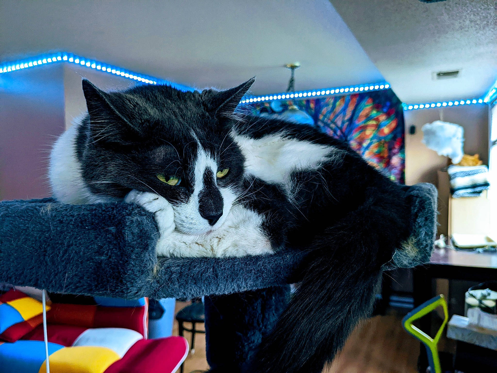 Maggie is registered to the contest to win money with this photo: carnivore, cat, cat_bed, cat_supply, chair, comfort, domestic_short_haired_cat, electric_blue, felidae, fur, lap, linens, room, small_to_medium_sized_cats, tail, thread, whiskers, wool