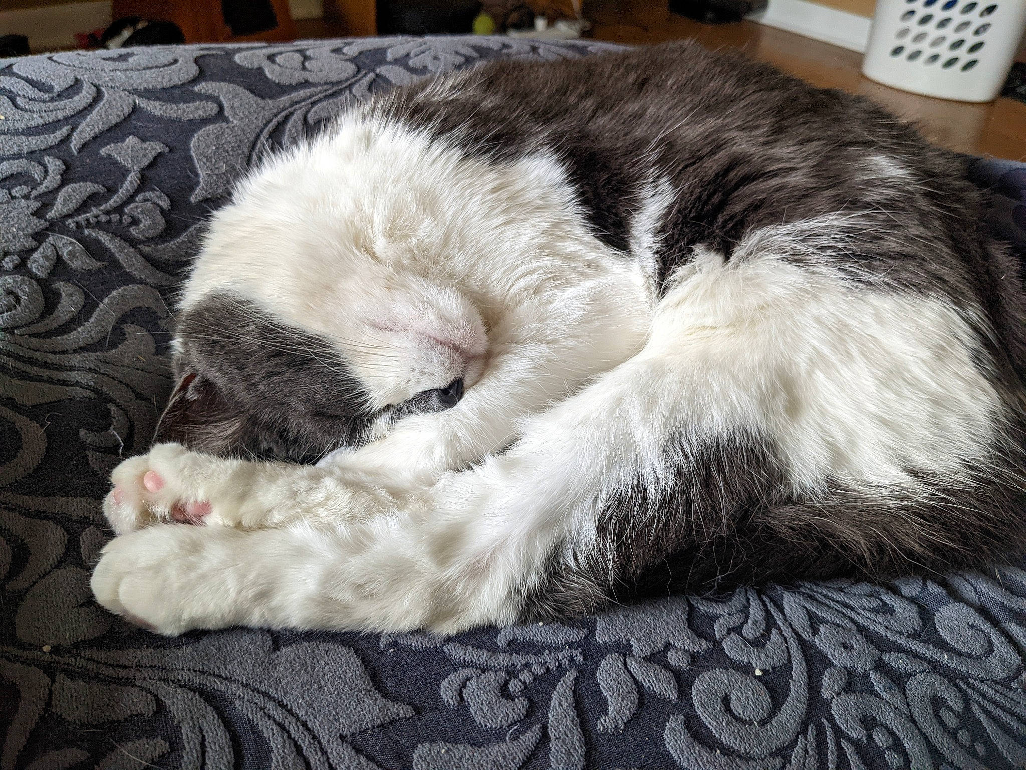 Maggie is registered to the contest to win money with this photo: canidae, carnivore, cat, claw, comfort, dog_breed, domestic_short_haired_cat, felidae, fur, grey, kitchen_appliance, nap, paw, sleep, small_to_medium_sized_cats, snout, sporting_group, tail, terrestrial_animal, whiskers