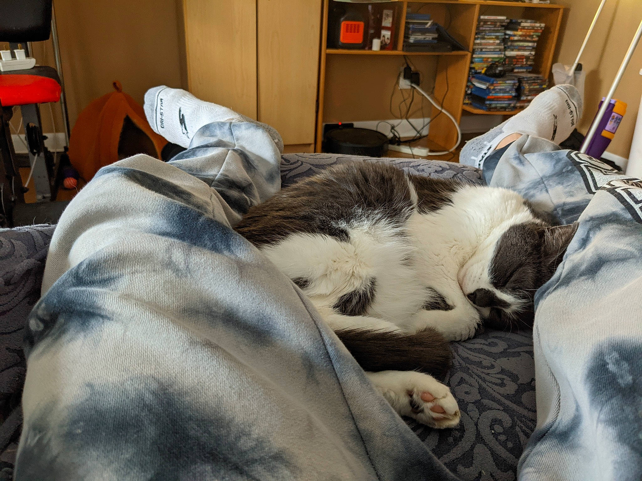 Maggie joined the competition — help win amazing prizes! bed, bed_sheet, bedding, carnivore, cat, comfort, companion_dog, dog_breed, domestic_short_haired_cat, duvet, felidae, fur, linens, picture_frame, room, shelf, small_to_medium_sized_cats, snout, sporting_group, whiskers