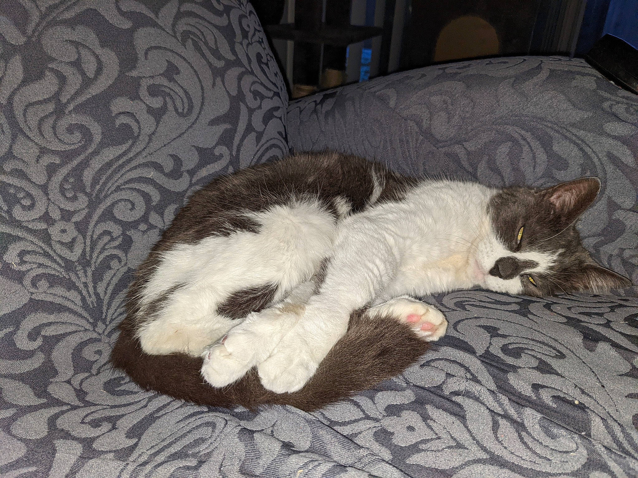 Maggie joined the competition — help win amazing prizes! canidae, carnivore, cat, claw, comfort, companion_dog, couch, dog_breed, domestic_short_haired_cat, fawn, felidae, flooring, foot, fur, grey, paw, small_to_medium_sized_cats, snout, tail, whiskers