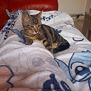 Aiko participe au concours pour gagner de l'argent avec cette photo : kitten, cat, tabby, blanket, couch, indoor, furniture, pet, animal, fur, relaxing, cozy, pattern, soft, curious, resting, young, cute, domestic, home