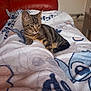 kitten, cat, tabby, blanket, couch, indoor, furniture, pet, animal, fur, relaxing, cozy, pattern, soft, curious, resting, young, cute, domestic, home
