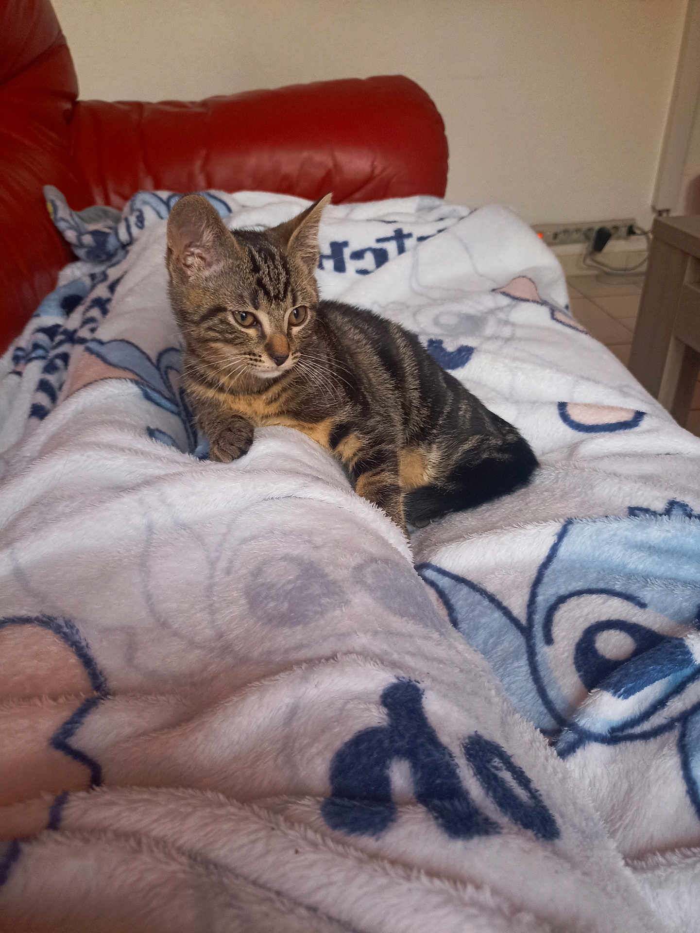 Aiko participe au concours pour gagner de l'argent avec cette photo : kitten, cat, tabby, blanket, couch, indoor, furniture, pet, animal, fur, relaxing, cozy, pattern, soft, curious, resting, young, cute, domestic, home