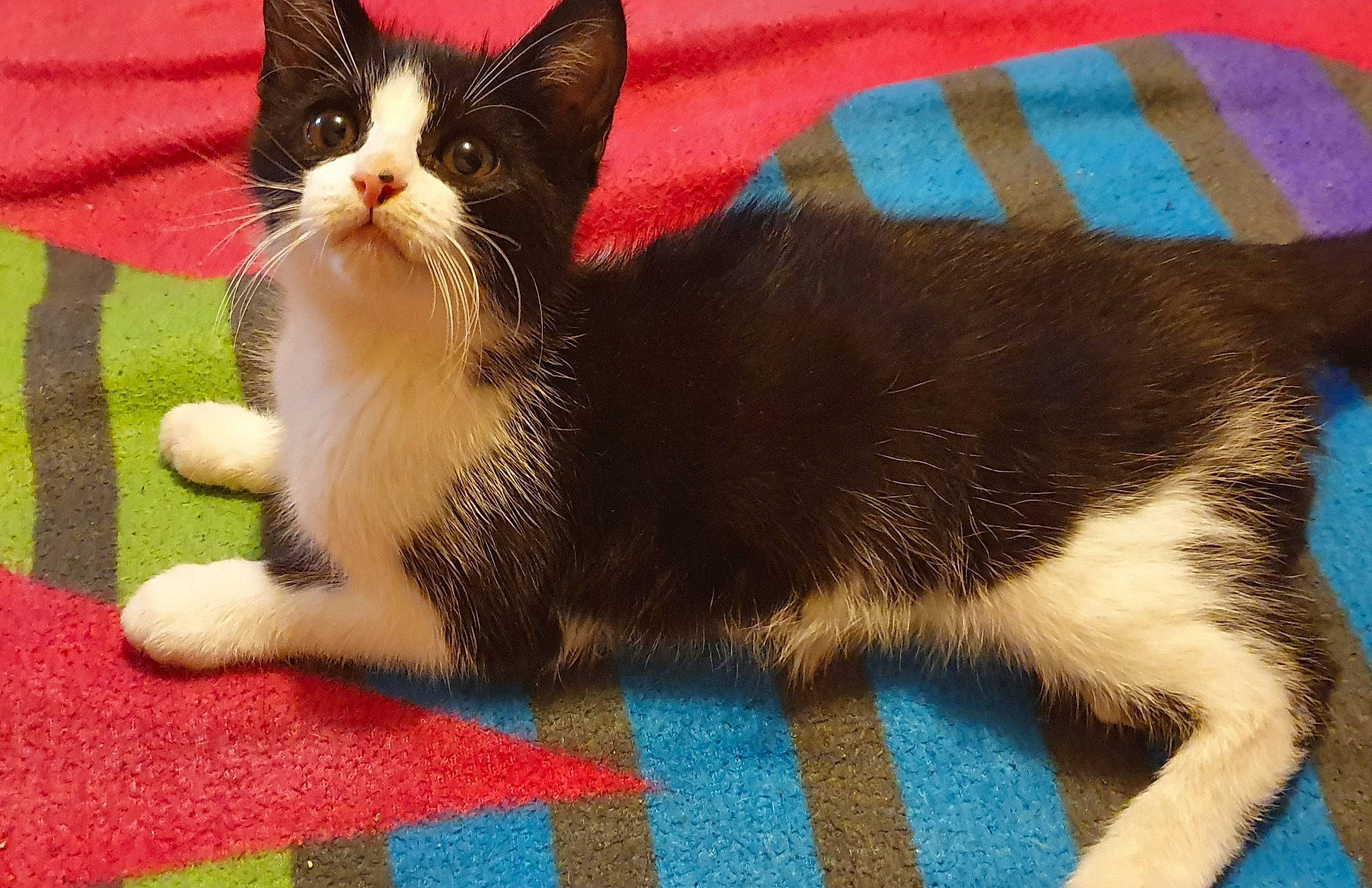 Chamallow participe au concours pour gagner de l'argent avec cette photo : aegean_cat, american_wirehair, asian, carnivore, cat, domestic_short_haired_cat, european_shorthair, fawn, felidae, german_rex, japanese_bobtail, kitten, mammal, paw, polydactyl_cat, small_to_medium_sized_cats, snowshoe, tail, vertebrate, whiskers