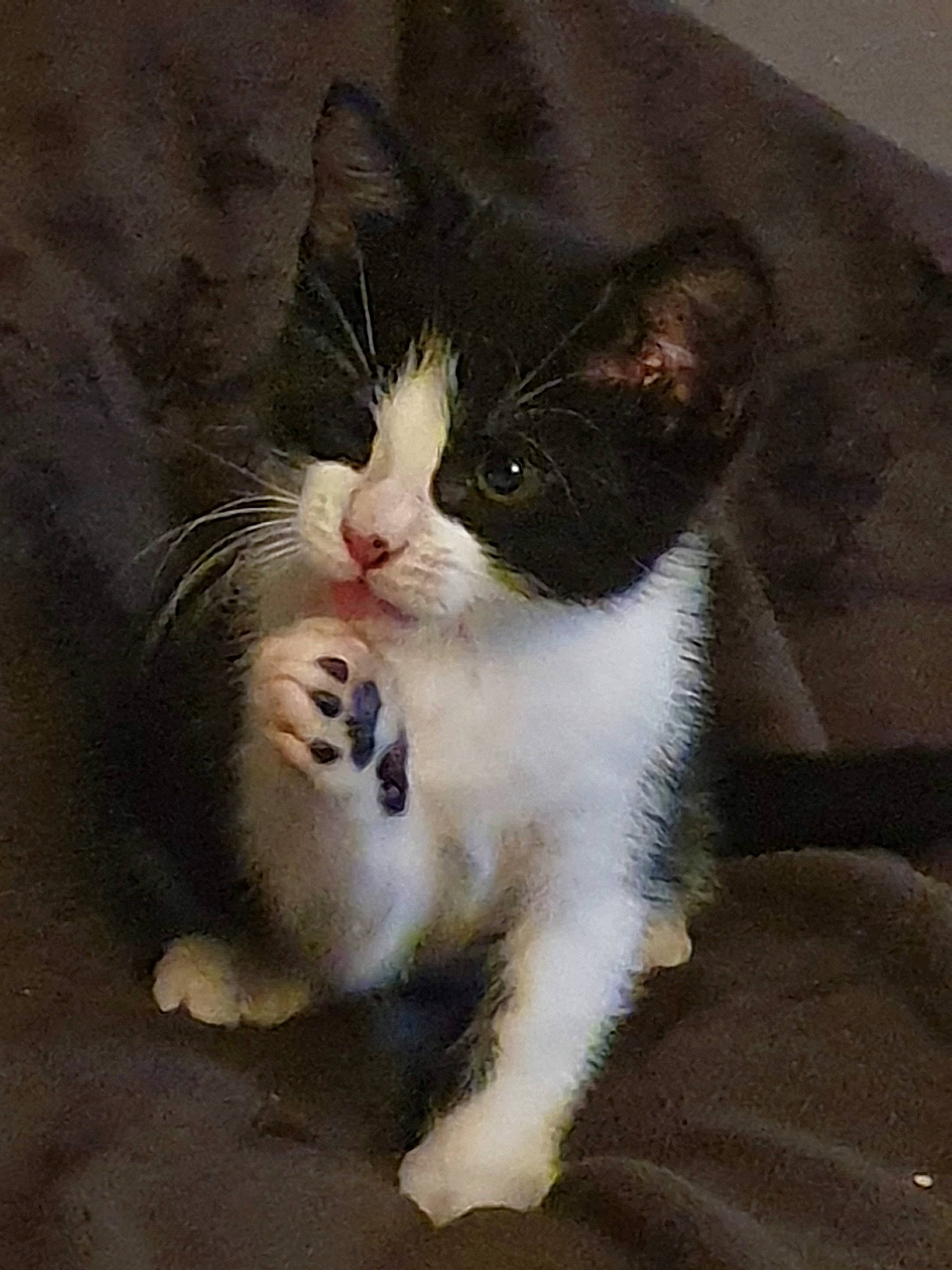 Chamallow participe au concours pour gagner de l'argent avec cette photo : aegean_cat, american_wirehair, carnivore, cat, domestic_long_haired_cat, domestic_short_haired_cat, felidae, kitten, mammal, paw, polydactyl_cat, ragamuffin, small_to_medium_sized_cats, snout, whiskers