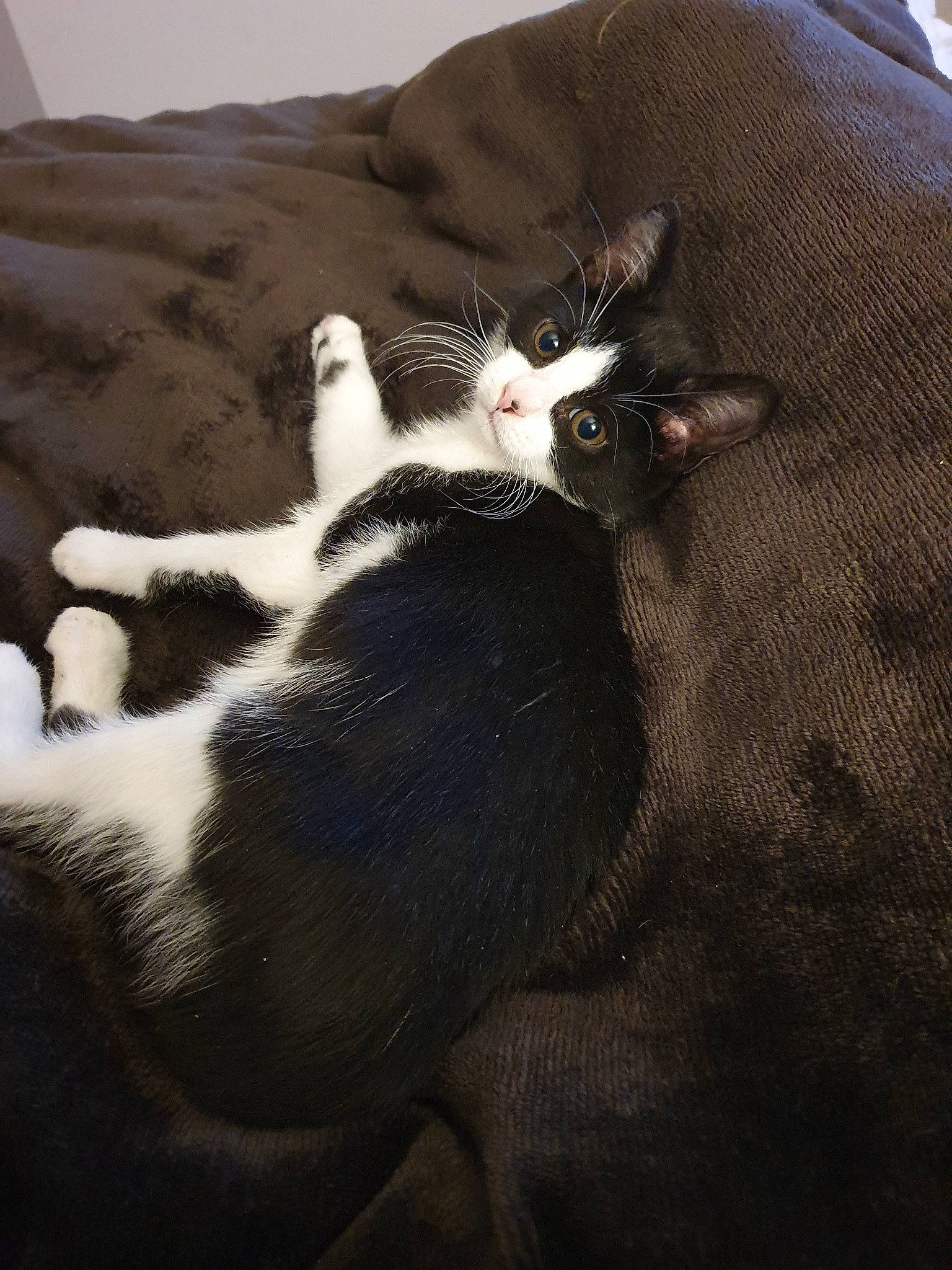 Chamallow participe au concours pour gagner de l'argent avec cette photo : black_cat, carnivore, cat, domestic_short_haired_cat, european_shorthair, felidae, fur, kitten, paw, polydactyl_cat, small_to_medium_sized_cats, snout, tail, whiskers