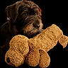 dog, puppy, shaggy_fur, brown_fur, long_hair, beard, muzzle, eyes, nose, plush_toy, teddy_bear, stuffed_animal, cuddling, cozy, portrait, close_up, black_background, dramatic_lighting, pet, cute