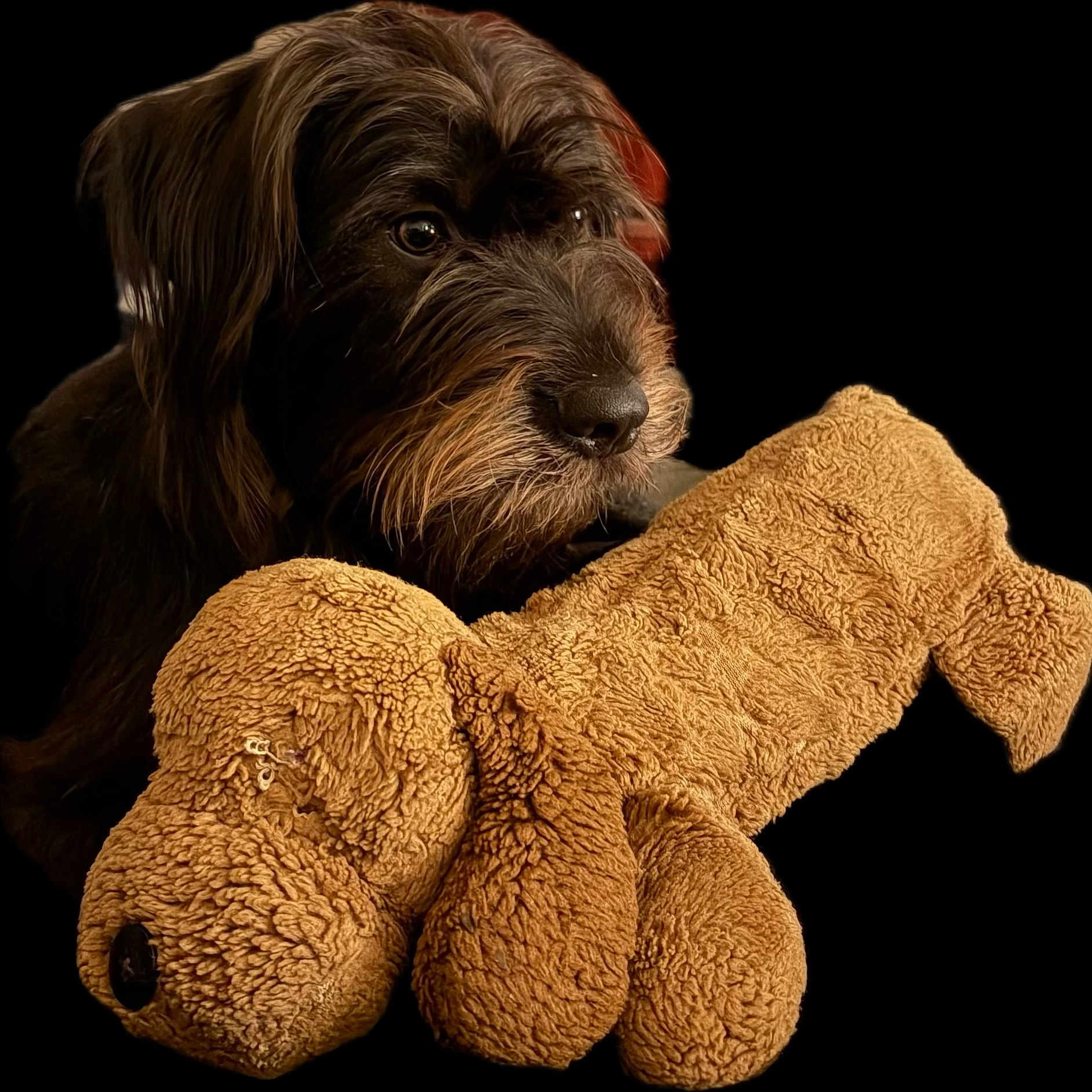 Luna Blue joined the competition — help win amazing prizes! dog, puppy, shaggy_fur, brown_fur, long_hair, beard, muzzle, eyes, nose, plush_toy, teddy_bear, stuffed_animal, cuddling, cozy, portrait, close_up, black_background, dramatic_lighting, pet, cute