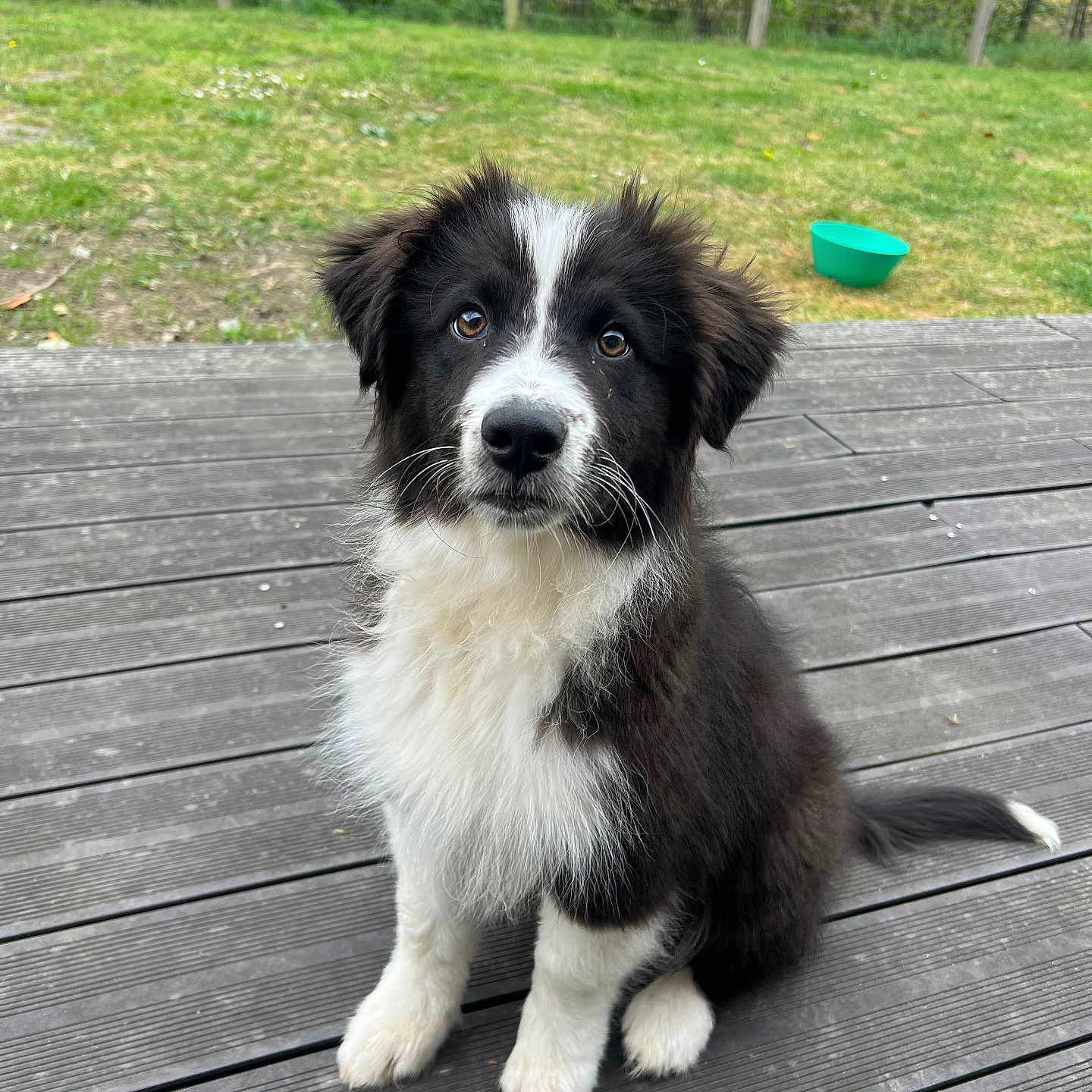 Snow participe au concours pour gagner de l'argent avec cette photo : accessories, animal, architecture, building, canine, collie, deck, dog, grass, house, housing, husky, path, pet, plant, porch, puppy, strap, toy, wood