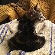 Myou participe au concours pour gagner de l'argent avec cette photo : cat, tabby, kitten, animal, pet, feline, fur, whiskers, ears, blanket, knit, striped, cozy, indoor, resting, curious, side_view, yellow, blue, texture