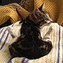 cat, tabby, kitten, animal, pet, feline, fur, whiskers, ears, blanket, knit, striped, cozy, indoor, resting, curious, side_view, yellow, blue, texture