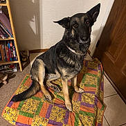 Ryne joined the competition — help win amazing prizes! animal, architecture, bookcase, building, canine, dog, dogbed, furniture, germanshepherd, hardwood, indoors, interiordesign, livingroom, pet, plywood, puppy, quilt, room, shelf, wood