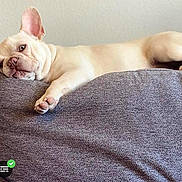 Prince joined the competition — help win amazing prizes! animal, canine, couch, cream_colored, dog, domestic_animal, ears, face, french_bulldog, fur, home, indoor, looking, lounge, paw, pet, relaxed, resting, side_view, snout