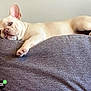 animal, canine, couch, cream_colored, dog, domestic_animal, ears, face, french_bulldog, fur, home, indoor, looking, lounge, paw, pet, relaxed, resting, side_view, snout
