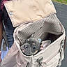 Oliver joined the competition — help win amazing prizes! dog, puppy, french_bulldog, backpack, pet_carrier, person, hair, purple_hair, outdoor, grass, sidewalk, zipper, fabric, ear, eye, cute, animal, pet, canine, leash