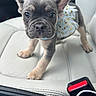 puppy, dog, car_seat, collar, pet, animal, cute, small_dog, indoor, seatbelt_buckle, leather_seat, curious, closeup, pet_accessory, car_interior, young_dog, adorable, companion, domestic_animal, travel