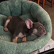 Oliver joined the competition — help win amazing prizes! puppy, dog, french_bulldog, sleeping, bed, pet_bed, cozy, indoor, wooden_chair, carpet, animal, cute, resting, fur, ears, nose, paw, home, relaxation, small_dog