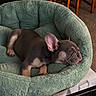 puppy, dog, french_bulldog, sleeping, bed, pet_bed, cozy, indoor, wooden_chair, carpet, animal, cute, resting, fur, ears, nose, paw, home, relaxation, small_dog