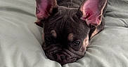Oliver joined the competition — help win amazing prizes! adorable, animal, bed, blanket, closeup, cute, dog, ears, face, french_bulldog, fur, indoor, laying_down, nose, pet, puppy, resting, sleepy, soft, wrinkles