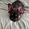Oliver joined the competition — help win amazing prizes! french_bulldog, puppy, dog, bed, blanket, ears, pet, sleepy, cute, laying_down, fur, animal, nose, indoor, resting, face, wrinkles, soft, closeup, adorable
