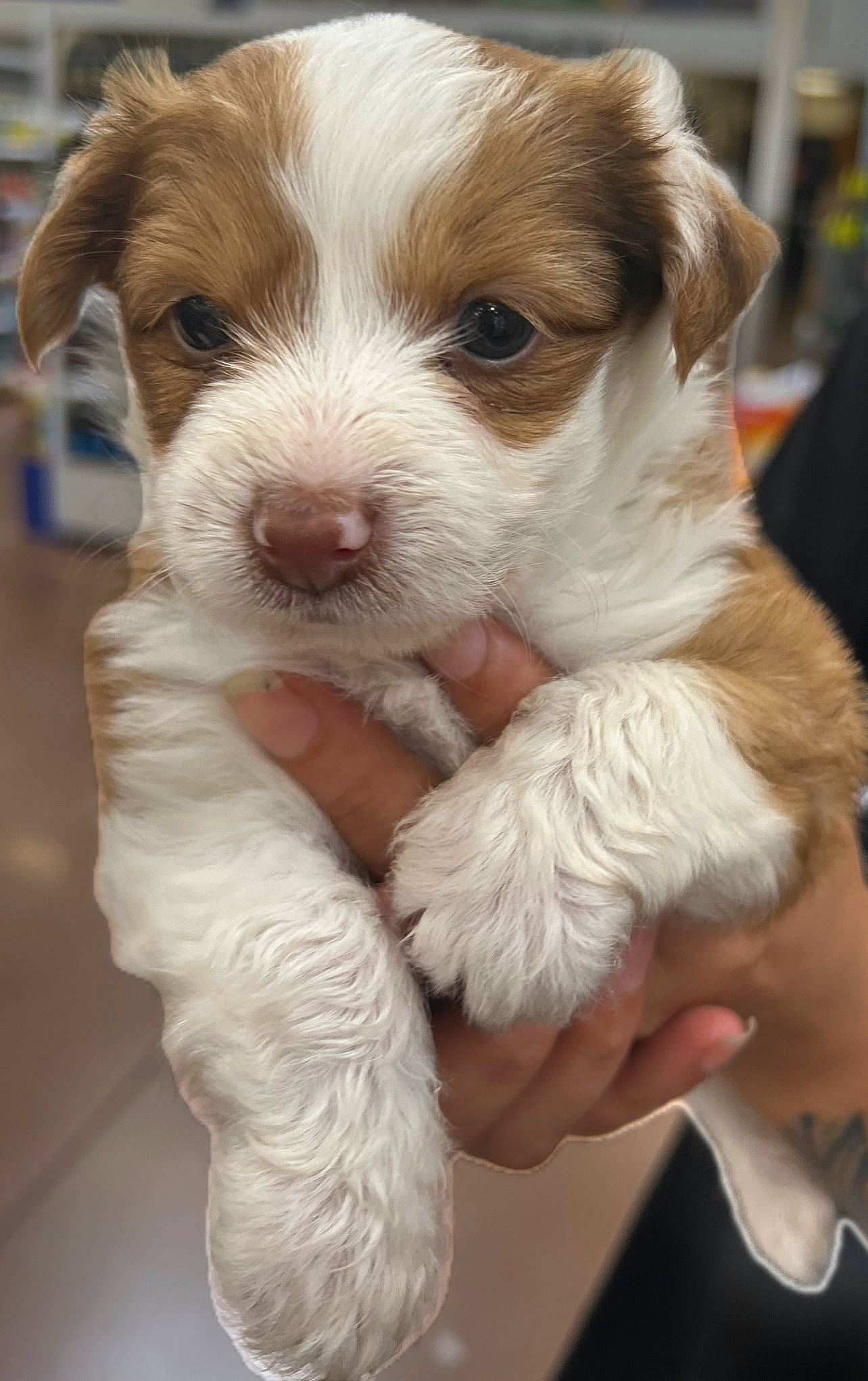 Kali is registered to the contest to win money with this photo: canidae, carnivore, collar, companion_dog, dog, dog_breed, fur, non_sporting_group, puppy_love, snout, sporting_group, toy_dog, working_animal