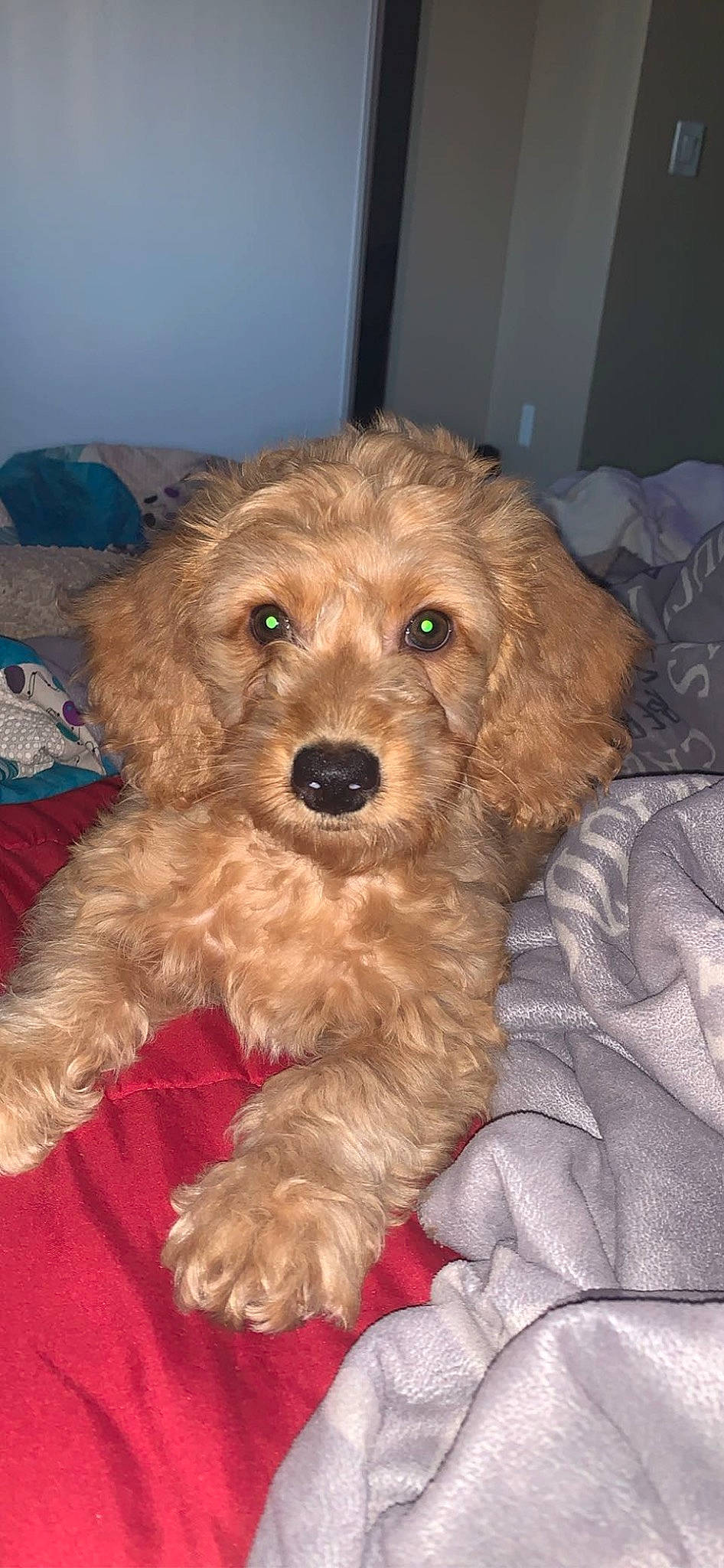 Mozzy is registered to the contest to win money with this photo: canidae, carnivore, companion_dog, dog, dog_breed, fur, labradoodle, maltepoo, non_sporting_group, poodle, poodle_crossbreed, shih_poo, small_terrier, snout, sporting_group, terrier, toy_dog, water_dog, working_animal, yorkipoo