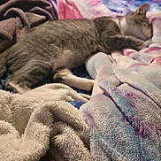 Willow joined the competition — help win amazing prizes! cat, sleeping, bed, blanket, soft_texture, furniture, dresser, wood, indoor, cozy, relaxing, pet, animal, home, resting, colorful, fabric, comfort, door, room