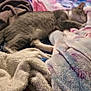 cat, sleeping, bed, blanket, soft_texture, furniture, dresser, wood, indoor, cozy, relaxing, pet, animal, home, resting, colorful, fabric, comfort, door, room