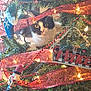 Momma is registered to the contest to win money with this photo: animal, beads, black_and_white_cat, cat, christmas_tree, close_up, curious_cat, decorations, festive, greenery, holiday, holiday_decor, indoor, lights, nutcracker_ornament, ornament, peace_sign, pet, pine_branches, ribbon