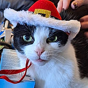 Momma is registered to the contest to win money with this photo: animal, black_and_white, box, cat, close_up, cute, domestic, face, feline, festive, fur, green_eyes, hand, hat, indoor, pet, pink_nose, resting, ribbon, whiskers