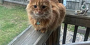 Harry is registered to the contest to win money with this photo: animal, backyard, cat, chair, collar, curious, daylight, fence, fluffy, grass, house, orange_cat, outdoor, pet, pet_tag, pillow, porch, sunflower, window, wooden_railing