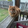 animal, backyard, cat, chair, collar, curious, daylight, fence, fluffy, grass, house, orange_cat, outdoor, pet, pet_tag, pillow, porch, sunflower, window, wooden_railing
