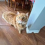 Harry joined the competition — help win amazing prizes! animal, cat, chair, collar, corner, curious, domestic_cat, flooring, fluffy, furniture, green_eyes, home, indoor, looking_up, orange_tabby, pet, table, tablecloth, wood, wooden_floor