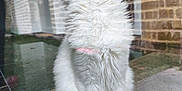Bastos a rejoint le concours — aidez-le/la à gagner de superbes lots ! cat, white_cat, fluffy, sitting, looking_up, indoor, brick_wall, reflection, tail, fur, whiskers, pink_nose, curious, pet, animal, domestic_cat, portrait, quiet, still_life, soft
