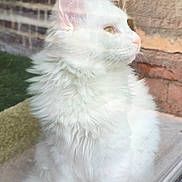 Bastos a rejoint le concours — aidez-le/la à gagner de superbes lots ! cat, white_cat, fluffy, feline, pet, window, looking_away, outdoor, brick_wall, fur, whiskers, ears, side_profile, animal, domestic_animal, soft_light, reflection, quiet, calm, cozy
