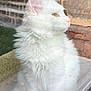 cat, white_cat, fluffy, feline, pet, window, looking_away, outdoor, brick_wall, fur, whiskers, ears, side_profile, animal, domestic_animal, soft_light, reflection, quiet, calm, cozy