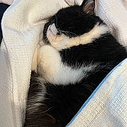 Suggie is registered to the contest to win money with this photo: cat, tuxedo_cat, sleeping, blanket, cozy, whiskers, fur, nap, pet, domestic_cat, indoor, closeup, curled_up, bedding, soft_texture, white_blanket, black_and_white, ear, paws, portrait