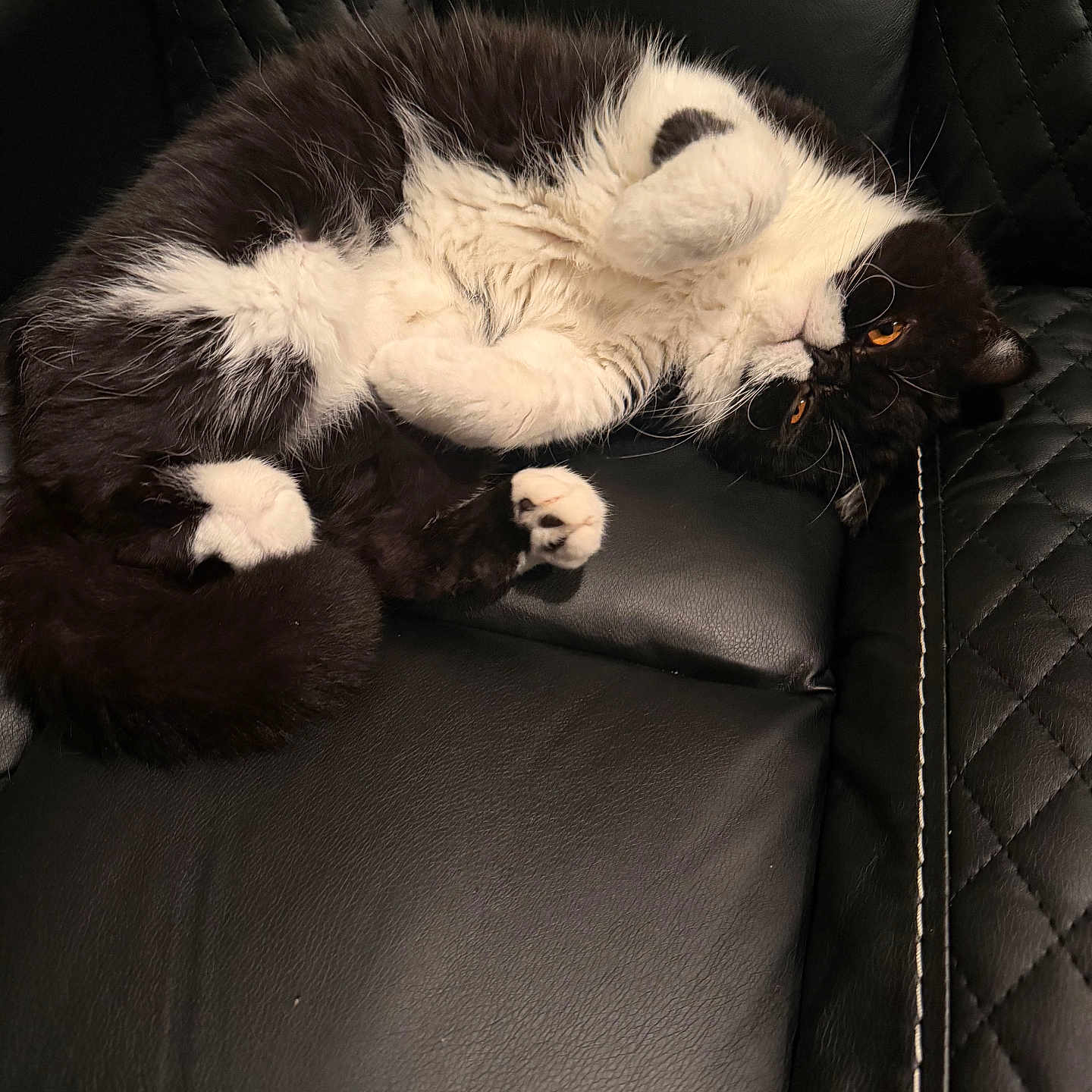 Suggie joined the competition — help win amazing prizes! black_and_white, cat, close_up, cozy, fluffy, fur, indoor, leather_chair, lying_down, orange_eyes, paws, pet, playful, quilting, reclining, relaxed, seat, tuxedo_cat, upholstery, whiskers