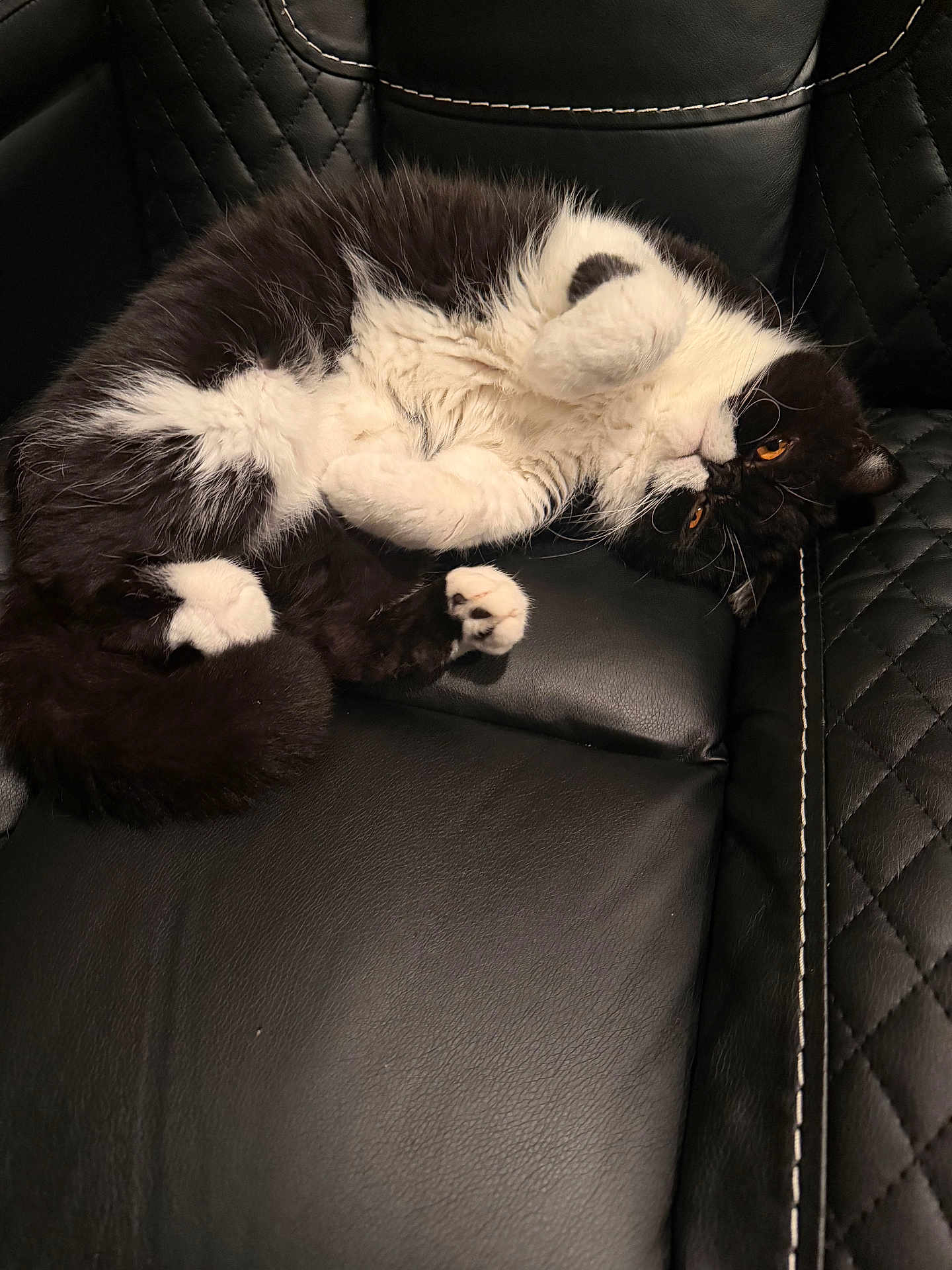 Suggie joined the competition — help win amazing prizes! cat, tuxedo_cat, fluffy, pet, indoor, leather_chair, quilting, upholstery, paws, whiskers, orange_eyes, black_and_white, lying_down, reclining, cozy, close_up, fur, playful, relaxed, seat