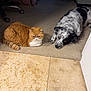 cat, dog, ginger_cat, flat-faced_cat, black_and_white_dog, spotted_dog, lying_down, resting, carpet, tile_floor, indoor, pet, companions, closeup, portrait, furniture, office_chair, bedroom, cute, relaxed