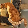 cat, orange_cat, reflection, mirror, cat_tree, perch, furry, whiskers, tail, indoor, home_interior, ornate_frame, curious, grumpy, pet, pet_furniture, sitting, closeup, fur_texture, carpeted_perch