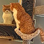 cat, mirror, reflection, orange_cat, ginger_cat, cat_tree, perch, fluffy, fur, tail, whiskers, indoor, home, decorative_frame, wall, furniture, portrait, curious, pet, cozy