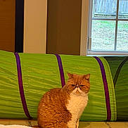 Snuggie joined the competition — help win amazing prizes! cat, exotic_shorthair, orange_cat, pet, indoor, sitting, green_play_tunnel, window, backyard, fence, carpet, whiskers, ears, paws, flat_face, portrait, fur, toy_ball, pet_bed, home_interior