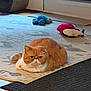 cat, orange_cat, flat_face, loafing, indoor, rug, carpet, toys, plush_toy, door, pet, home_interior, resting, whiskers, gaze, round_body, cozy, mat, scratching_tunnel, portrait
